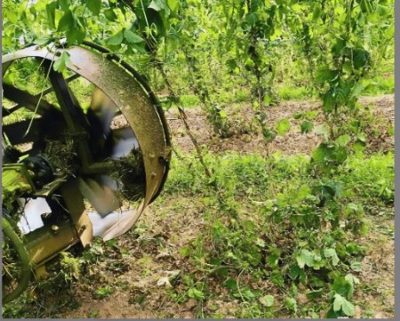 Mechanische Hopfenentlaubung im Einsatz